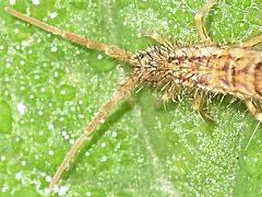 Attēlu rezultāti vaicājumam “Orchesella sp.”