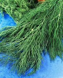 Attēlu rezultāti vaicājumam “Anethum graveolens leaf”