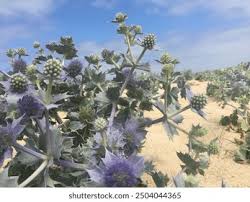 Attēlu rezultāti vaicājumam “Eryngium maritimum flower”