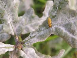 Attēlu rezultāti vaicājumam “Psyllobora vigintiduopunctata larva”