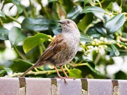 Attēlu rezultāti vaicājumam “Prunella modularis adult”