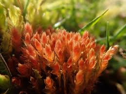 Attēlu rezultāti vaicājumam “Bryum weigelii”