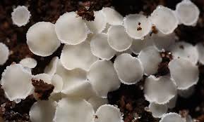 Attēlu rezultāti vaicājumam “Hyphodiscus hymeniophilus”