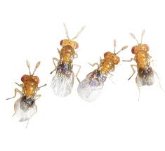 Attēlu rezultāti vaicājumam “Trichia flavicoma macro”