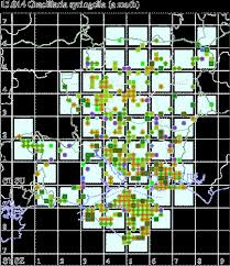 Attēlu rezultāti vaicājumam “Gracillaria syringella imago”