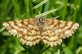 Attēlu rezultāti vaicājumam “Ematurga atomaria”