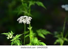 Attēlu rezultāti vaicājumam “Cnidium dubium leaf”