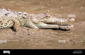 Image result for Crocodylus acutus