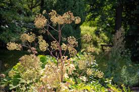 Attēlu rezultāti vaicājumam “Angelica archangelica leaf”