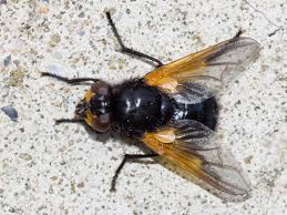 Attēlu rezultāti vaicājumam “Mesembrina meridiana”