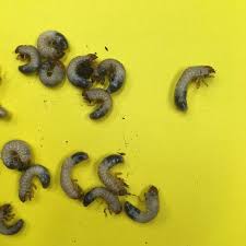 Attēlu rezultāti vaicājumam “Ceruchus chrysomelinus larva”