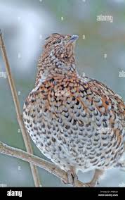 Attēlu rezultāti vaicājumam “Tetrastes bonasia female”