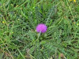 Attēlu rezultāti vaicājumam “Cirsium acaule fruit”