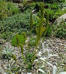 Attēlu rezultāti vaicājumam “Arabis hirsuta fruit”