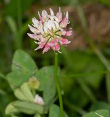 Attēlu rezultāti vaicājumam “Trifolium hybridum flower”