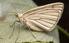 Attēlu rezultāti vaicājumam “Siona lineata”