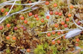 Attēlu rezultāti vaicājumam “Tortula lingulata macro”