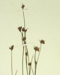 Attēlu rezultāti vaicājumam “Rhynchospora alba flower”