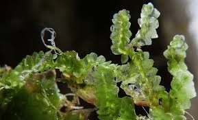 Attēlu rezultāti vaicājumam “Cephalozia loitlesbergeri”