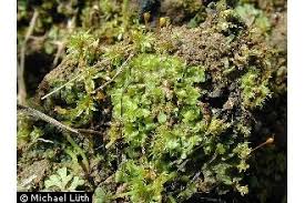 Attēlu rezultāti vaicājumam “Fossombronia wondraczekii”