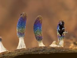 Attēlu rezultāti vaicājumam “Diachea leucopodia spores”