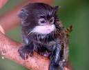 Emperor Tamarin (Saguinus Imperator) - Animals - A-Z Animals ...