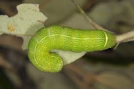 Attēlu rezultāti vaicājumam “Orthosia munda larva”