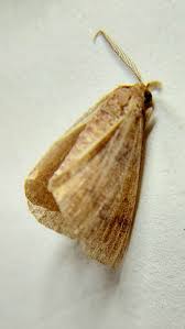 Attēlu rezultāti vaicājumam “Trichia contorta young”