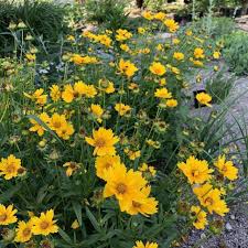 Image result for Coreopsis