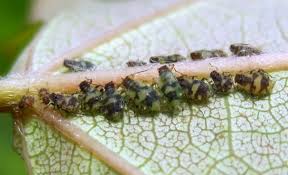 Attēlu rezultāti vaicājumam “Chaitophorus populeti”