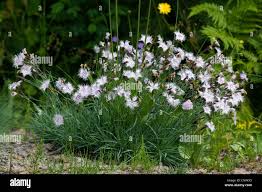 Attēlu rezultāti vaicājumam “Dianthus arenarius”