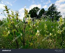 Attēlu rezultāti vaicājumam “Galeopsis speciosa flower”