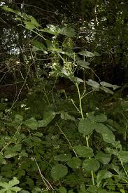 Attēlu rezultāti vaicājumam “Rubus nessensis”