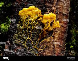 Attēlu rezultāti vaicājumam “Fuligo luteonitens spores”