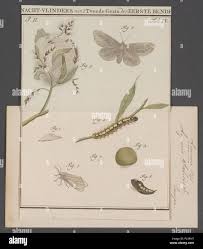 Attēlu rezultāti vaicājumam “Leucodonta bicoloria imago”