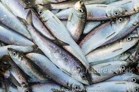 Image result for Clupea pallasii