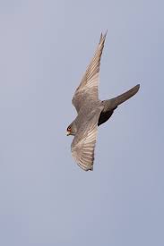 Attēlu rezultāti vaicājumam “Falco vespertinus adult”