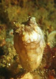 Attēlu rezultāti vaicājumam “Diderma subincarnatum sessile”