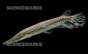 Image result for Atractosteus spatula