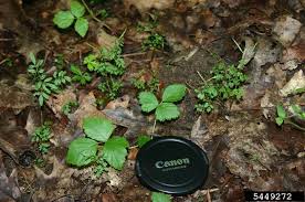 Attēlu rezultāti vaicājumam “Cardamine impatiens leaf”
