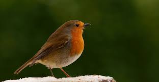 Image result for Bird