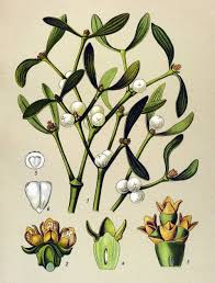 Attēlu rezultāti vaicājumam “Viscum album”