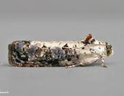 Attēlu rezultāti vaicājumam “Hedya salicella”