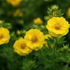 Attēlu rezultāti vaicājumam “Potentilla erecta flower”