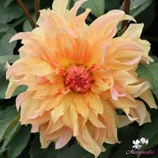 Image result for Dahlia x pinnata `Decorative Giants`