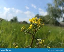 Attēlu rezultāti vaicājumam “Bunias orientalis bud”