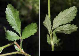 Attēlu rezultāti vaicājumam “Potentilla norvegica leaf”
