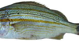 Image result for Haemulon carbonarium