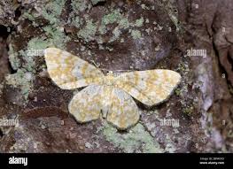 Attēlu rezultāti vaicājumam “Hydrelia flammeolaria”