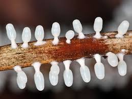 Attēlu rezultāti vaicājumam “Diachea leucopodia”